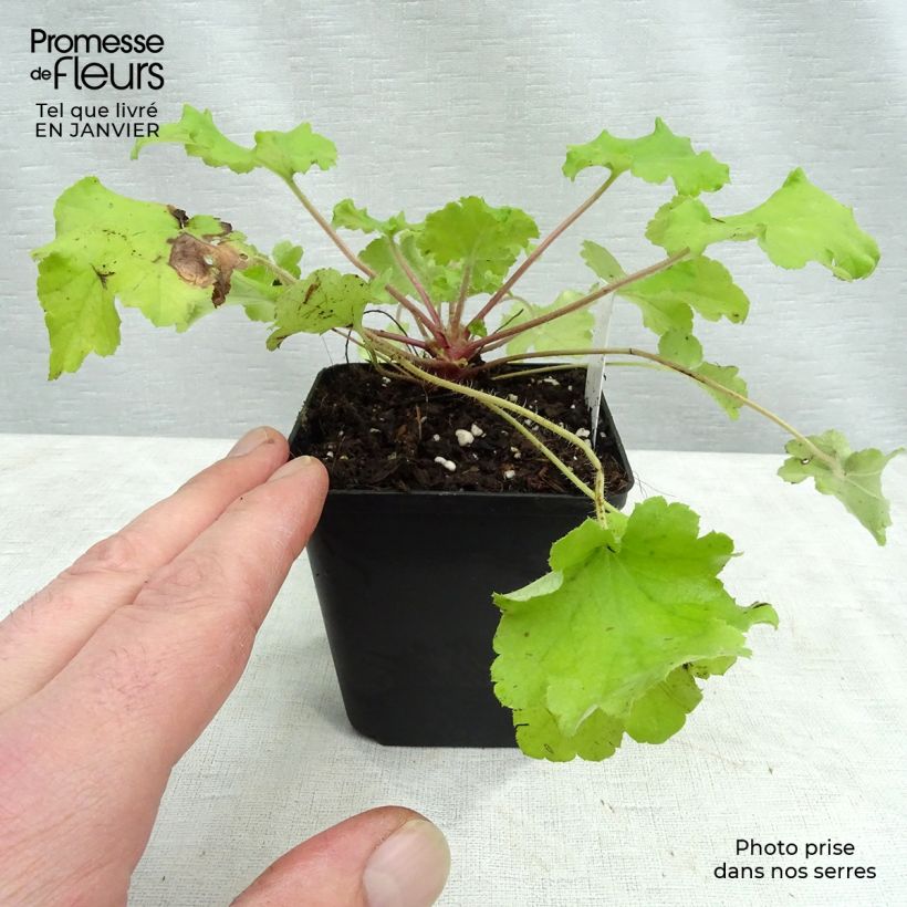 Heuchera Lime Marmalade Maceta de 8/9 cm Ejemplar entregado en invierno