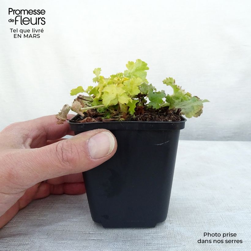 Heuchera Lime Rickey Maceta de 8/9 cm Ejemplar entregado en la primavera
