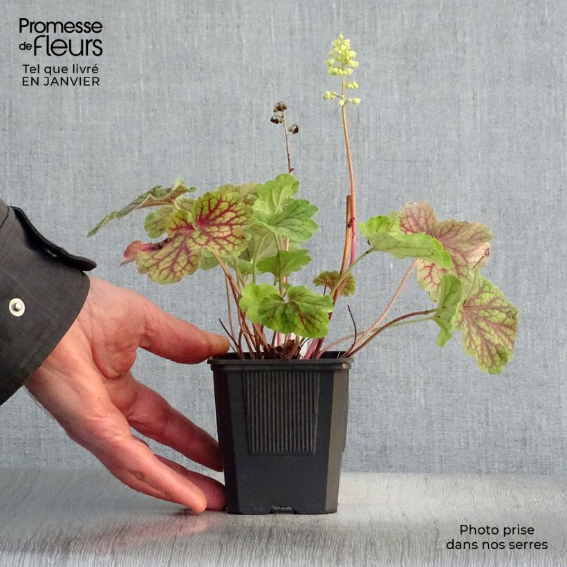 Heuchera Little Cutie Blondie in Lime Maceta de 8/9 cm Ejemplar entregado en invierno