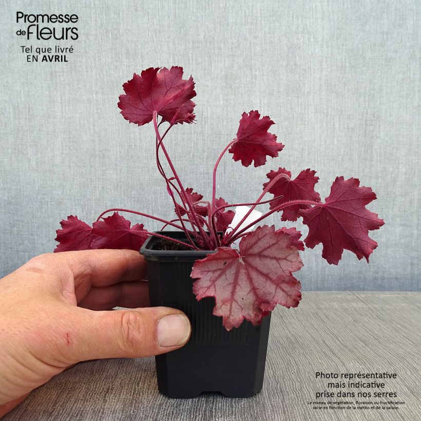 Heuchera Little Cuties Sugar Berry Maceta de 8/9 cm Ejemplar entregado en la primavera