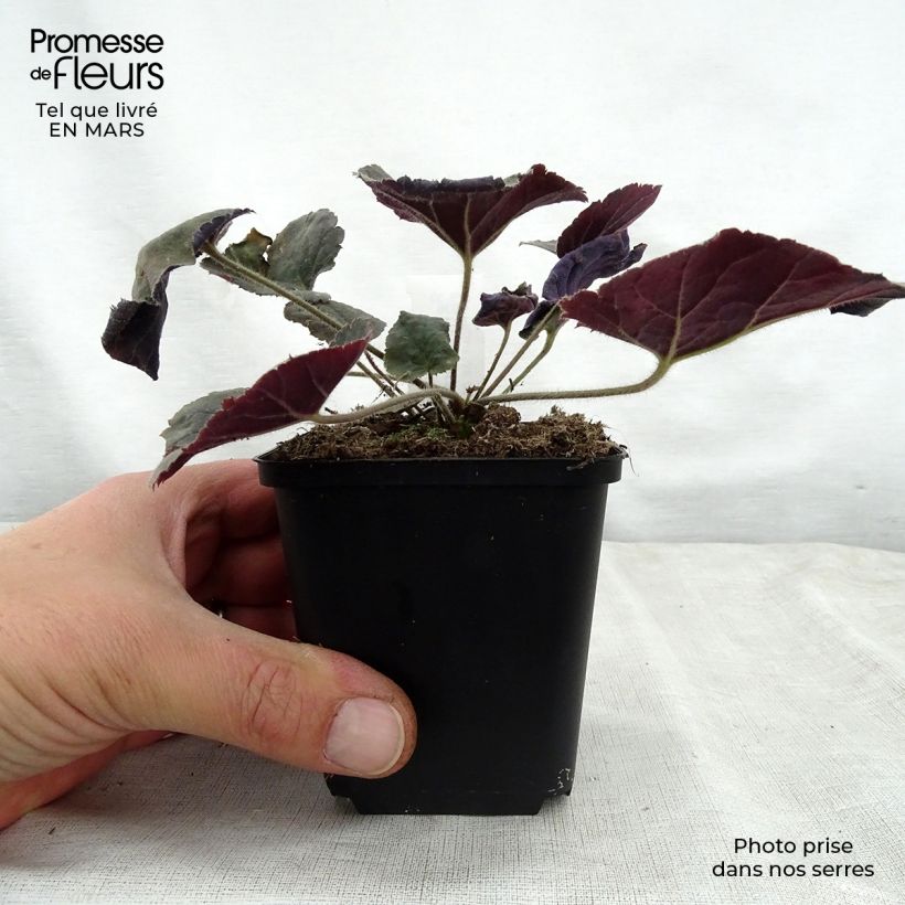 Heuchera villosa Magnum Maceta de 8/9 cm Ejemplar entregado en la primavera