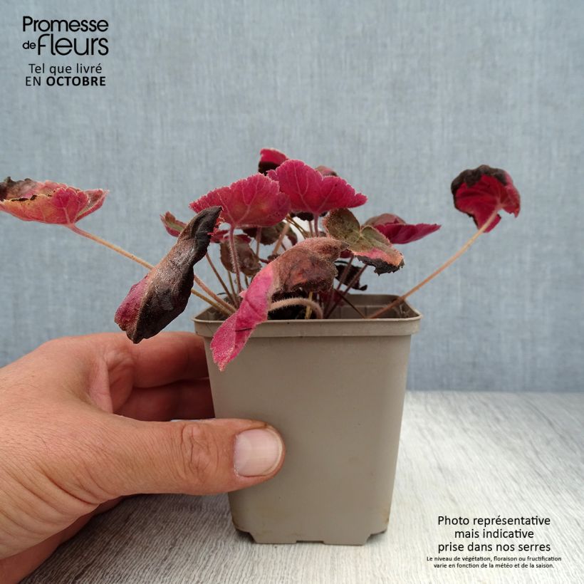 Ejemplar de Heuchera villosa Magnum Maceta de 8/9 cm entregado en otoño