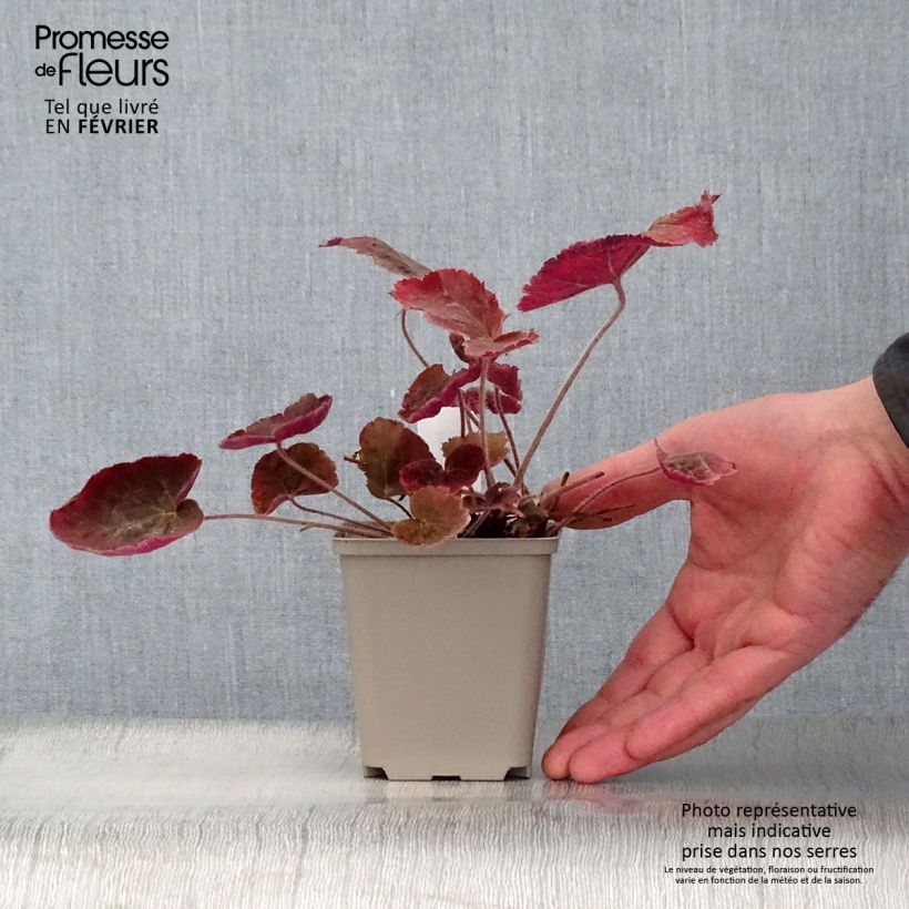 Heuchera villosa Magnum Maceta de 8/9 cm Ejemplar entregado en invierno