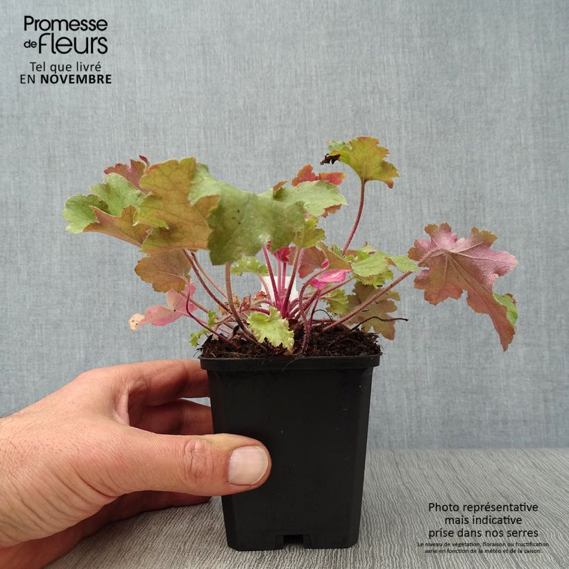Ejemplar de Heuchera Marmelade Maceta de 8/9 cm entregado en otoño