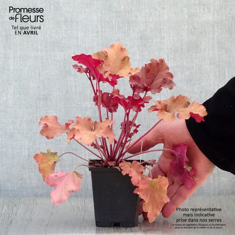 Heuchera Marmelade Maceta de 8/9 cm Ejemplar entregado en la primavera