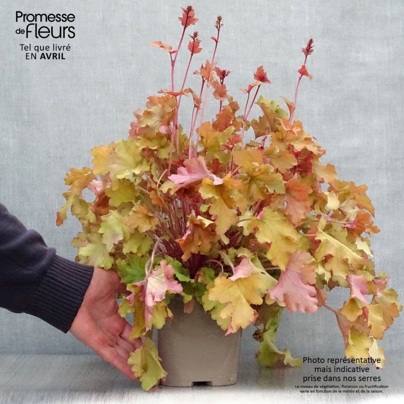 Heuchera Marmelade Maceta 2L/3L Ejemplar entregado en la primavera