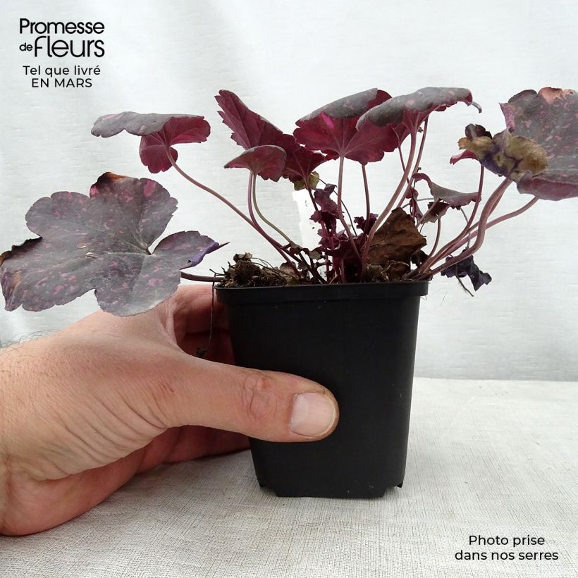 Heuchera Midnight Rose Maceta de 8/9 cm Ejemplar entregado en la primavera