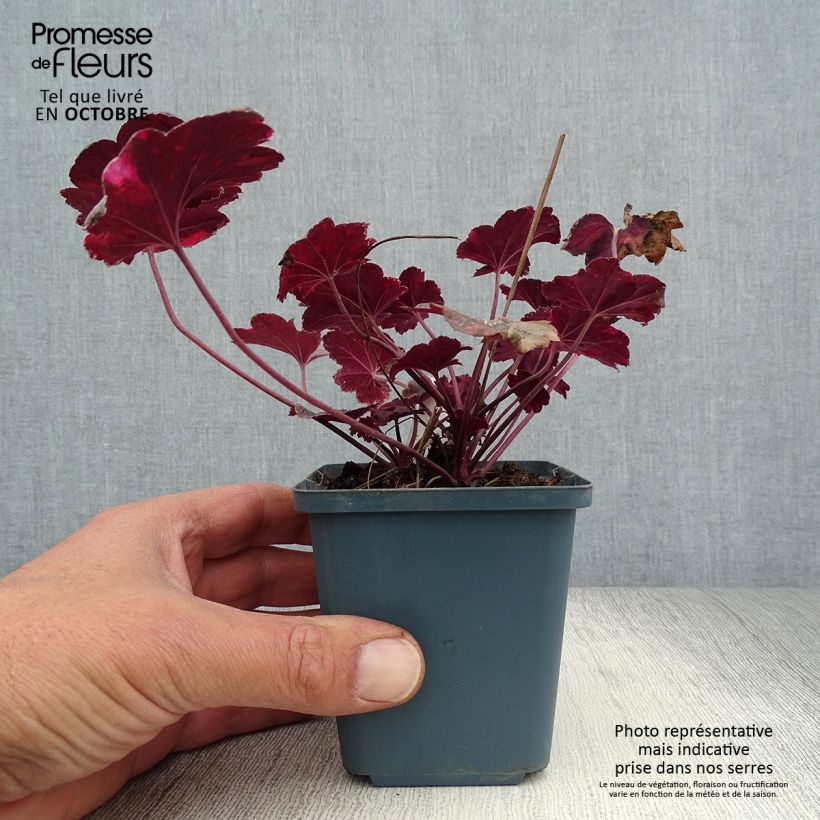 Ejemplar de Heuchera Midnight Rose Maceta de 8/9 cm entregado en otoño