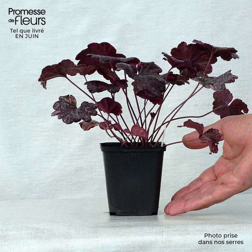 Ejemplar de Heuchera Midnight Rose Maceta de 8/9 cm entregado en verano