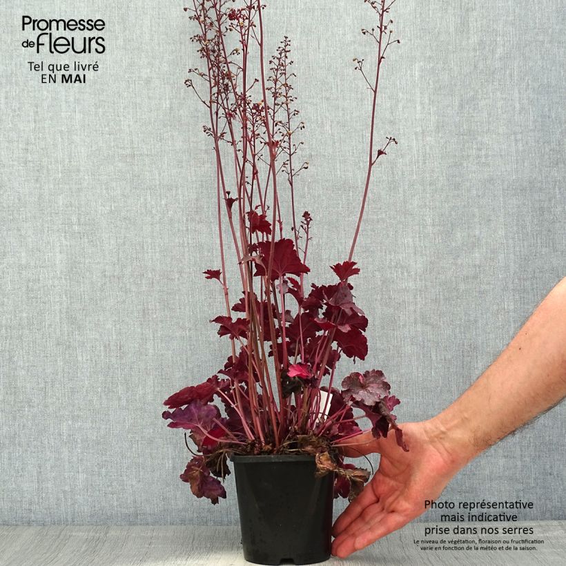 Heuchera Midnight Rose Maceta 1,5L/2L Ejemplar entregado en la primavera