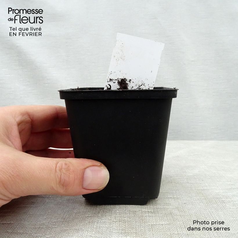 Heuchera Mint Julep Maceta de 8/9 cm Ejemplar entregado en invierno