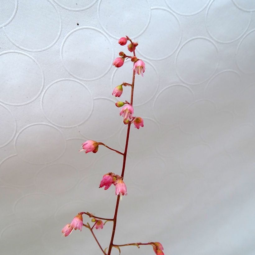 Heuchera Miracle (Floración)