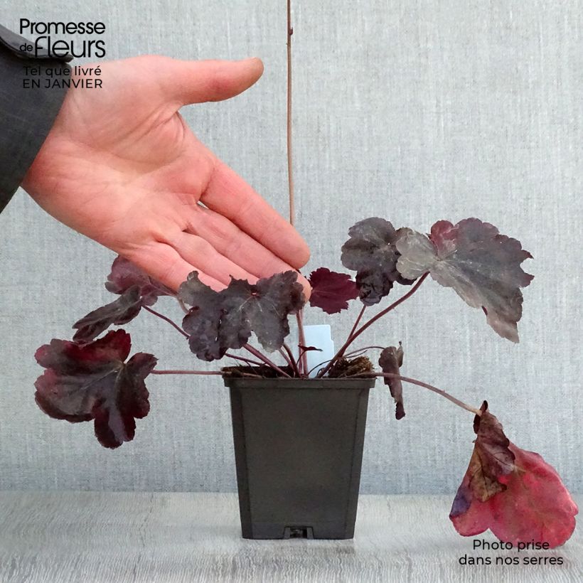 Heuchera Obsisian Maceta de 8/9 cm Ejemplar entregado en invierno
