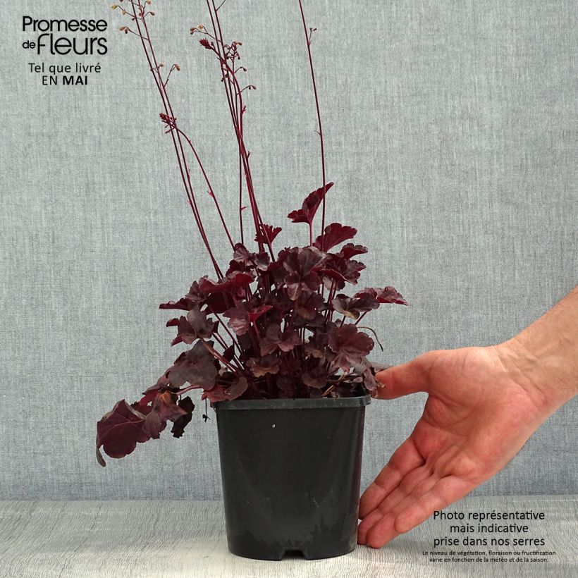 Heuchera Obsisian Maceta 1,5L/2L Ejemplar entregado en la primavera