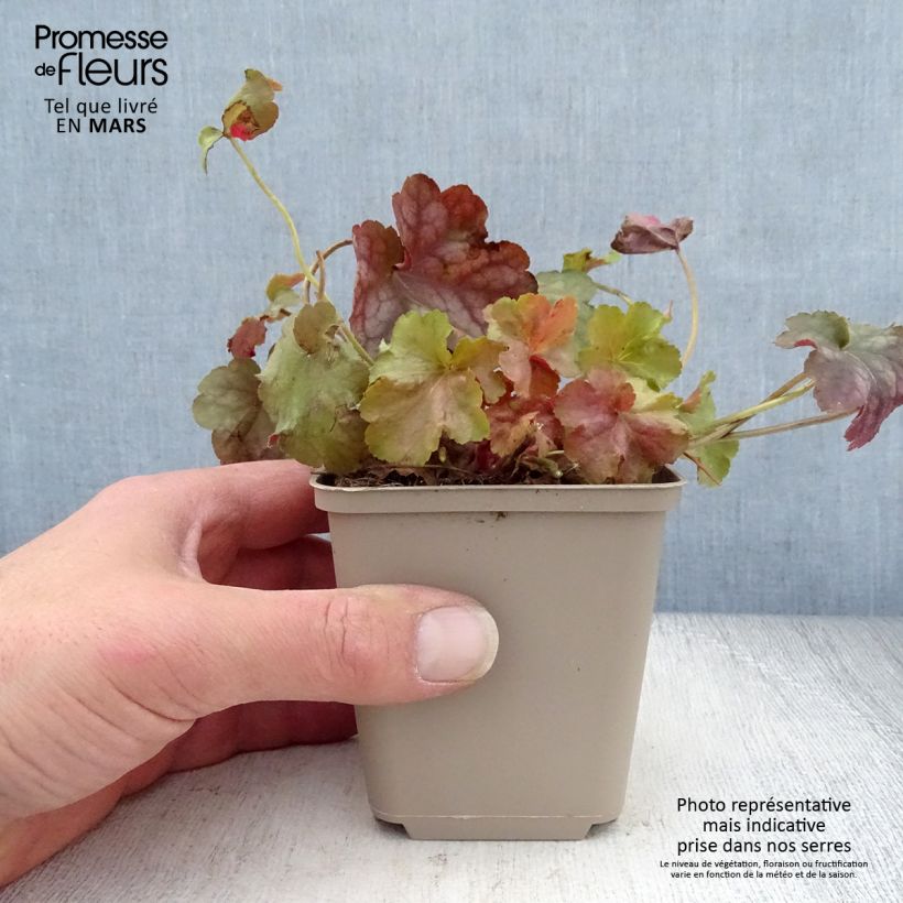 Heuchera Pinot Gris Maceta de 8/9 cm Ejemplar entregado en la primavera