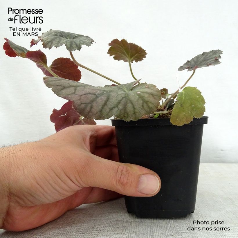 Heuchera Pinot Noir Maceta de 8/9 cm Ejemplar entregado en la primavera