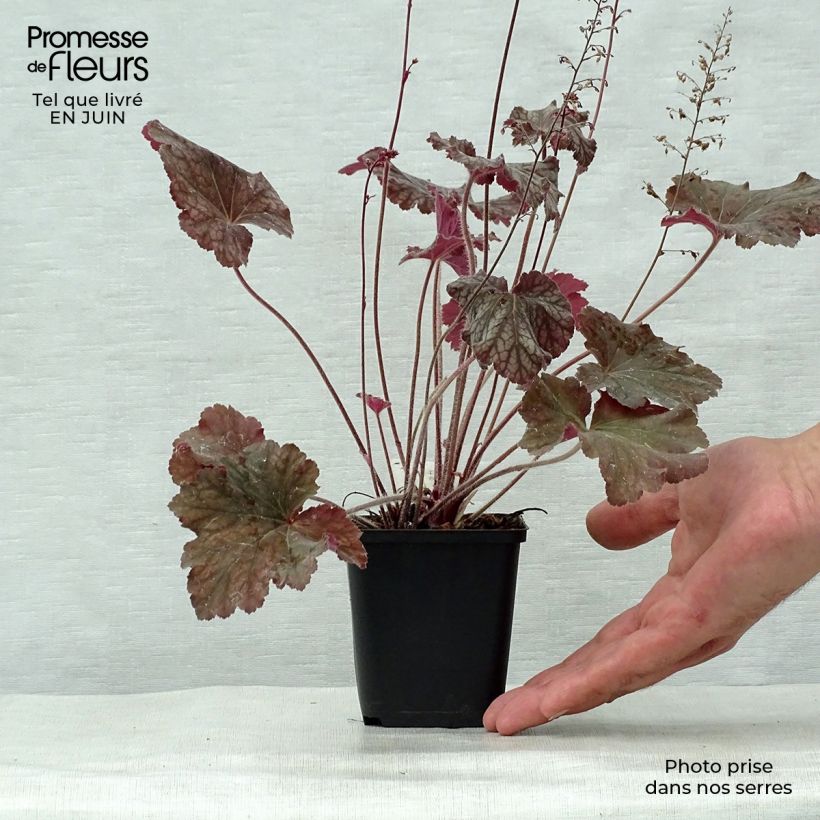 Ejemplar de Heuchera Pinot Noir Maceta de 8/9 cm entregado en verano