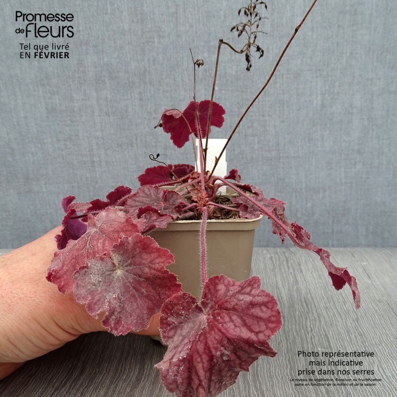 Heuchera Pinot Noir Maceta de 8/9 cm Ejemplar entregado en invierno