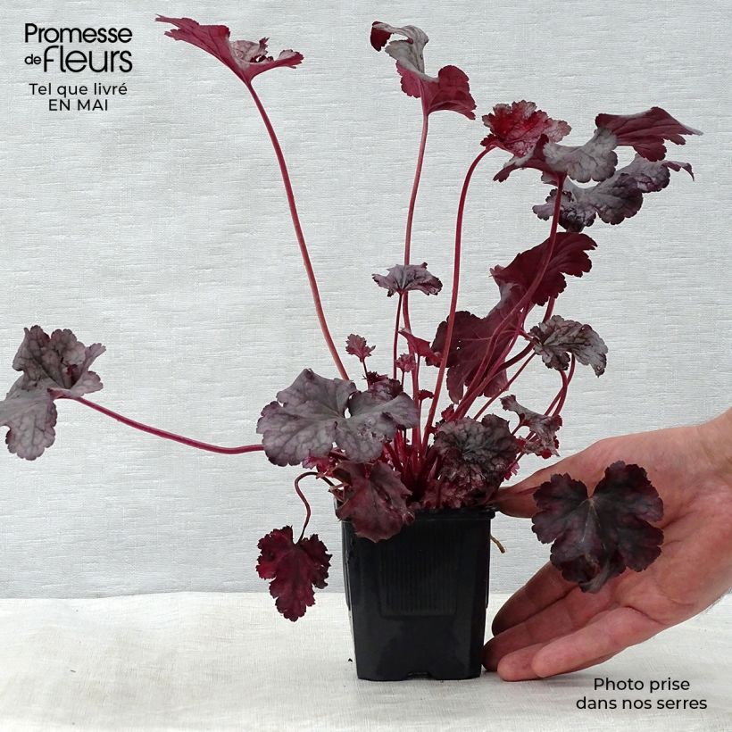 Heuchera Plum Pudding Maceta de 8/9 cm Ejemplar entregado en la primavera