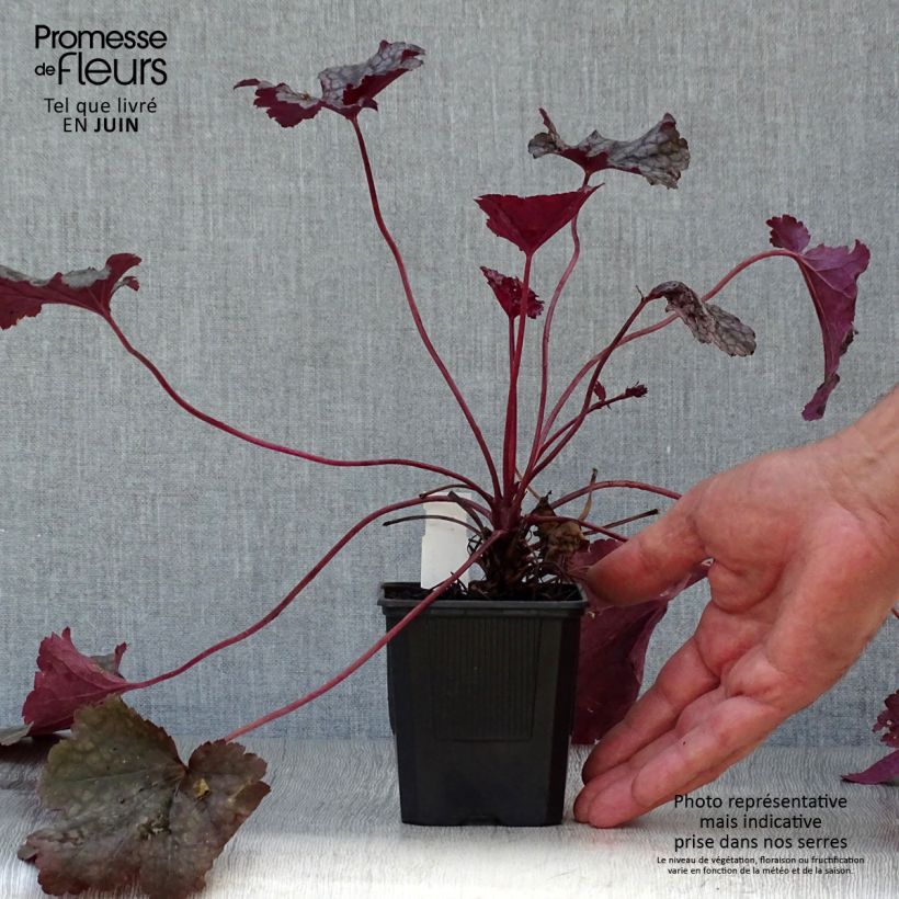Ejemplar de Heuchera Plum Pudding Maceta de 8/9 cm entregado en verano
