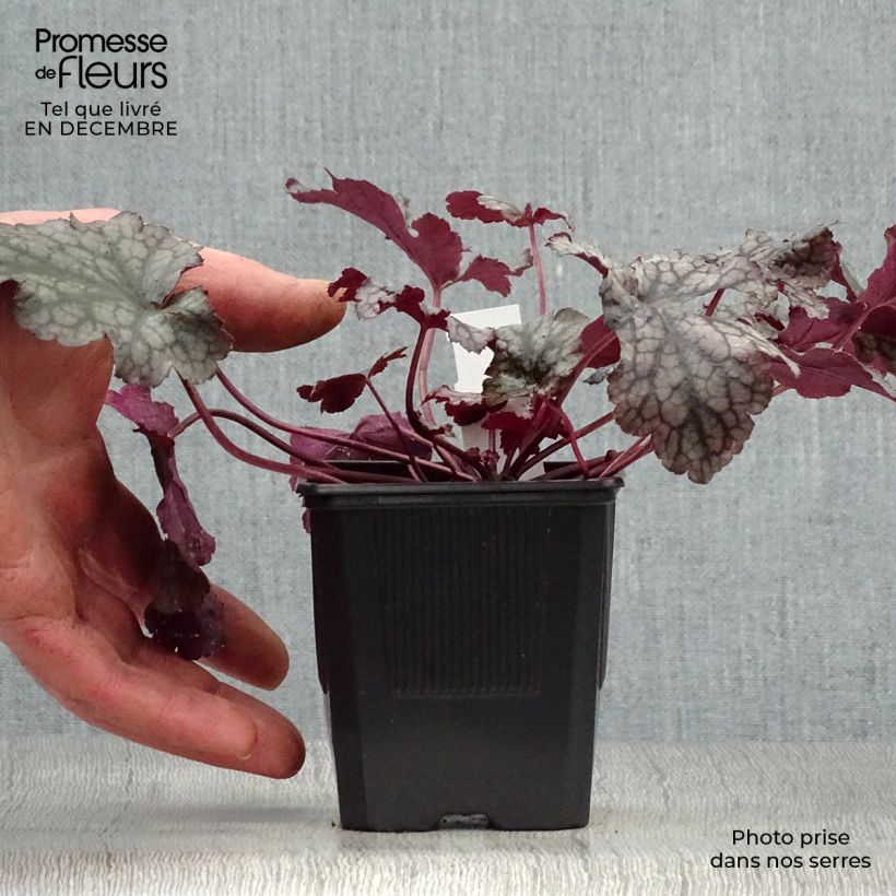 Heuchera Plum Pudding Maceta de 8/9 cm Ejemplar entregado en invierno
