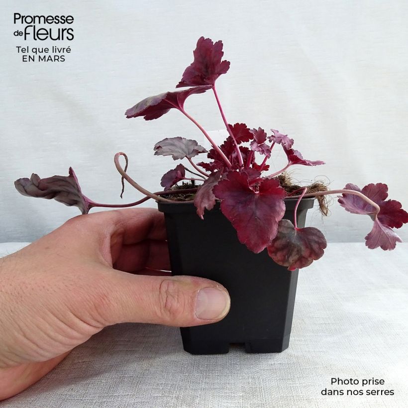 Heuchera Plum Royale Maceta de 8/9 cm Ejemplar entregado en invierno