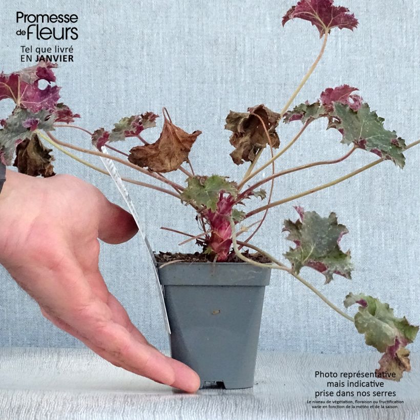 Heuchera Purple Petticoats Maceta de 8/9 cm Ejemplar entregado en invierno