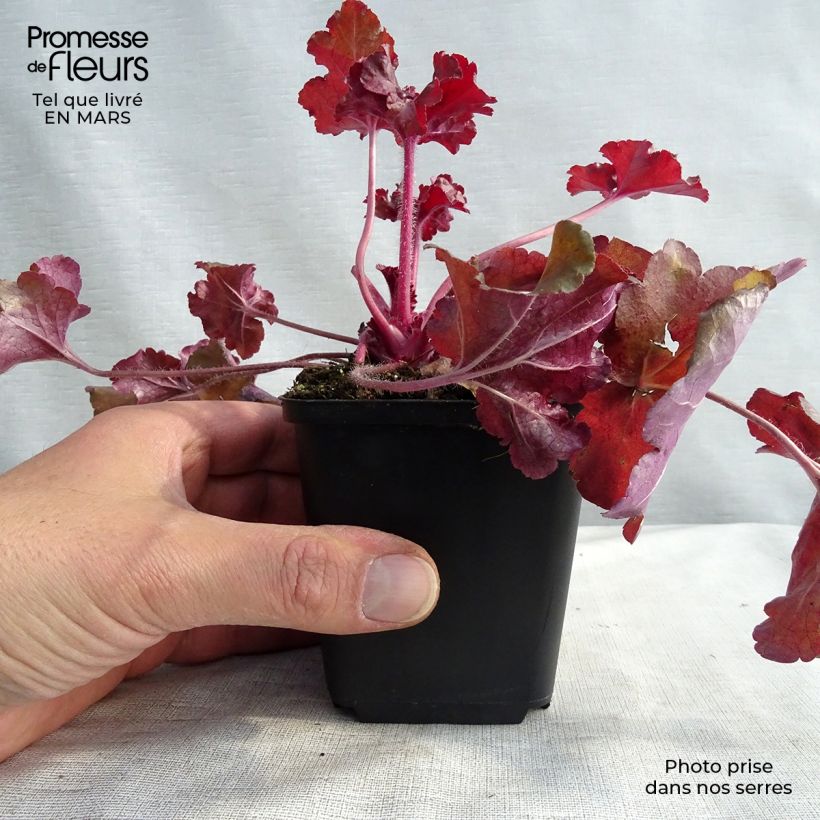Heuchera Red Sea Maceta de 8/9 cm Ejemplar entregado en invierno