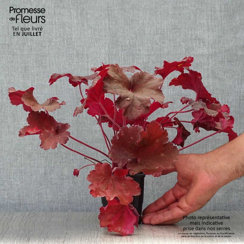 Ejemplar de Heuchera Rio Maceta de 7/8 cm entregado en verano