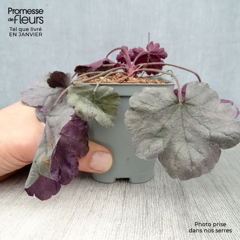 Heuchera Silver Gumdrop Maceta de 8/9 cm Ejemplar entregado en invierno
