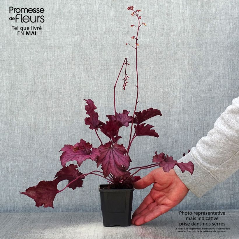 Heuchera Spellbound Maceta de 8/9 cm Ejemplar entregado en la primavera