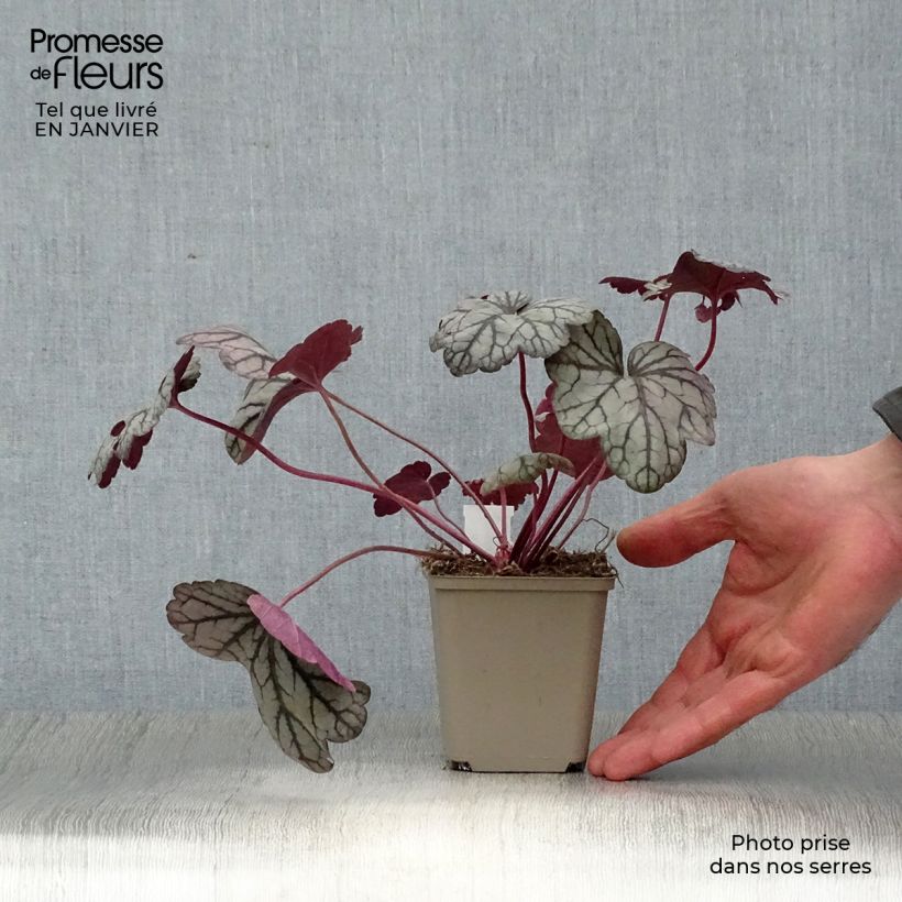 Heuchera Sugar Plum Maceta de 8/9 cm Ejemplar entregado en invierno