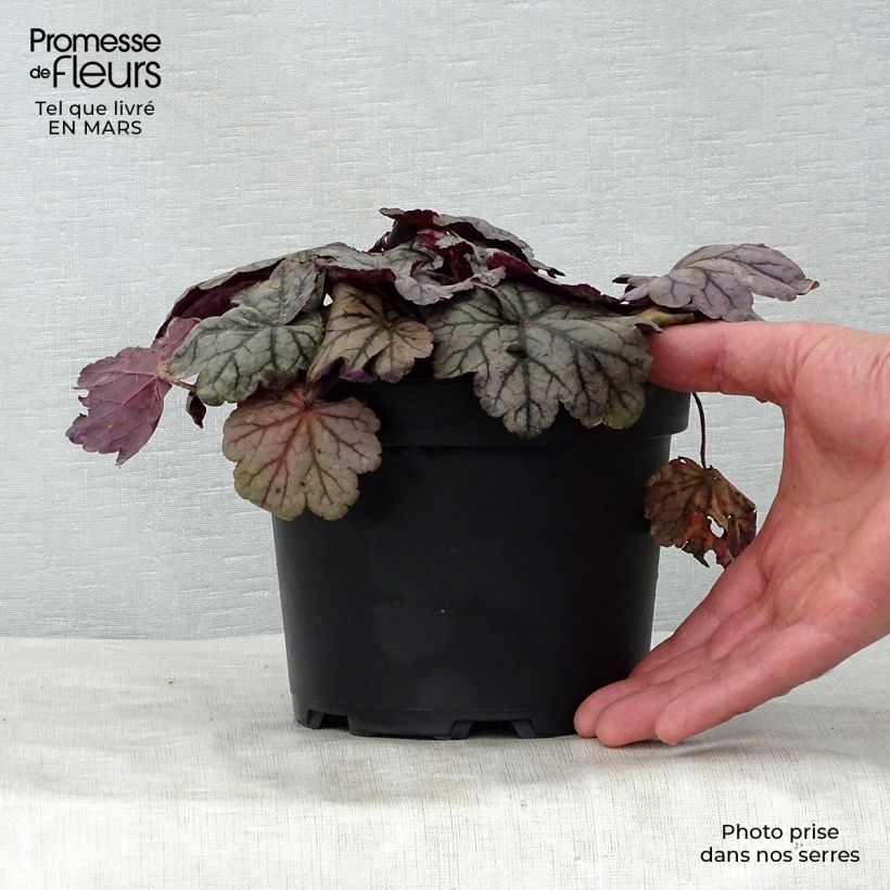 Heuchera Sugar Plum Maceta 2L/3L Ejemplar entregado en la primavera