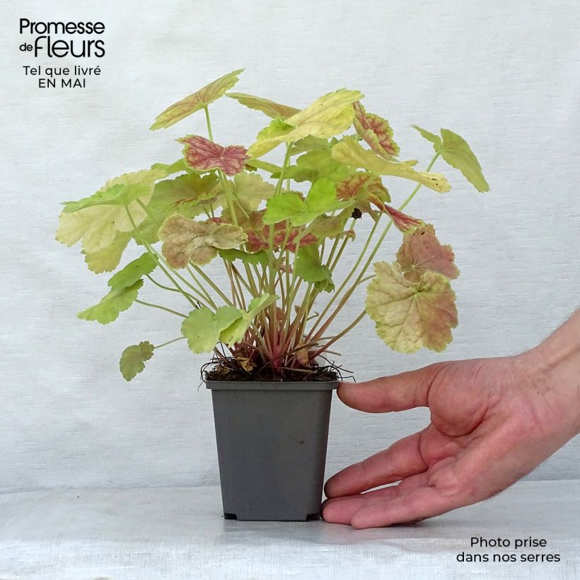 Heuchera Tiramisu Maceta de 8/9 cm Ejemplar entregado en la primavera