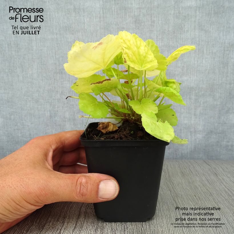 Ejemplar de Heuchera Tiramisu Maceta de 8/9 cm entregado en verano