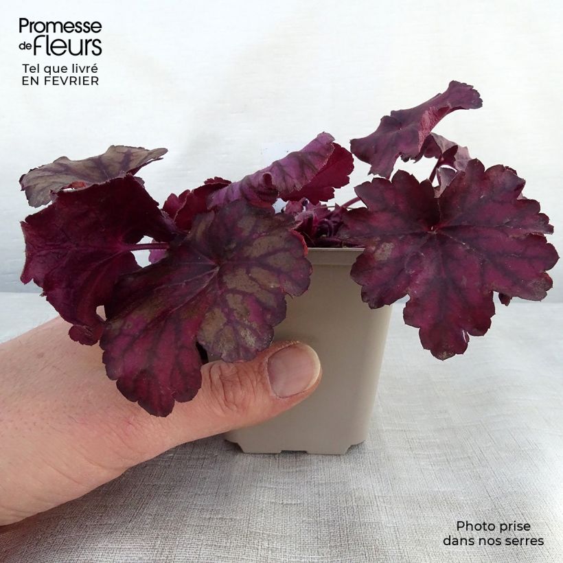 Heuchera Wild Rose Maceta de 8/9 cm Ejemplar entregado en invierno
