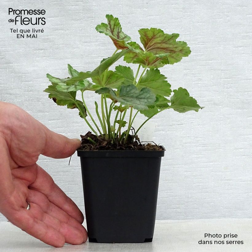 Heuchera americana Birkin Maceta de 8/9 cm Ejemplar entregado en la primavera