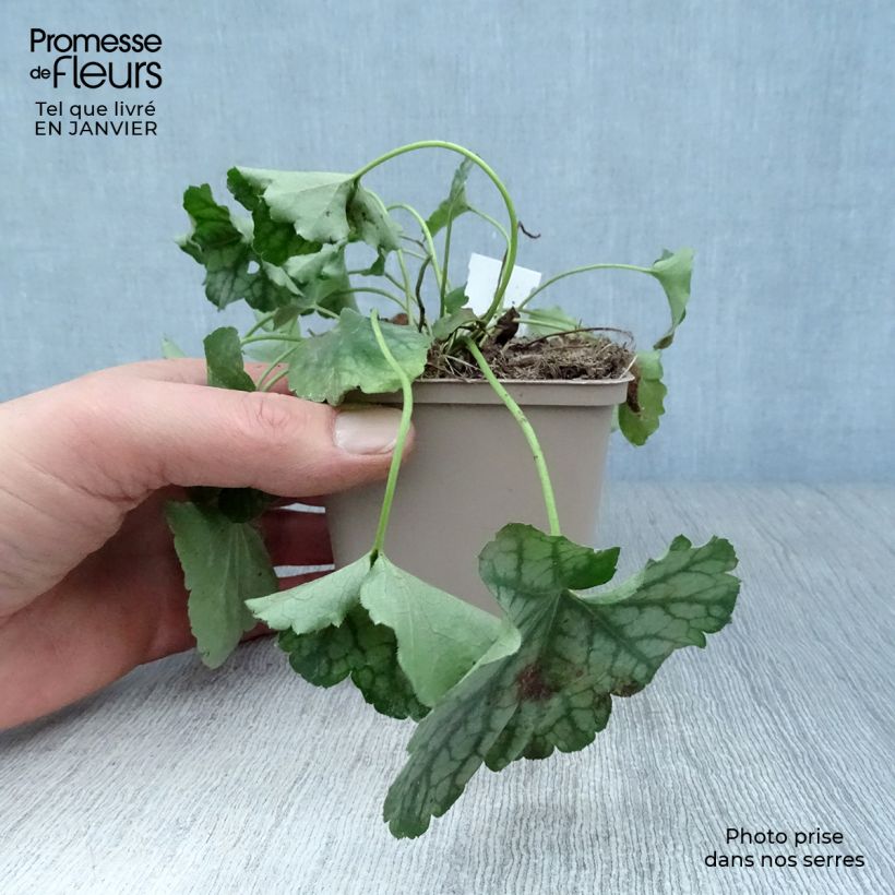 Heuchera americana Birkin Maceta de 8/9 cm Ejemplar entregado en invierno