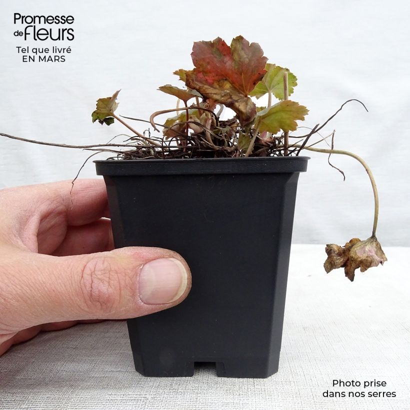 Heuchera americana Dale s Strain Maceta de 8/9 cm Ejemplar entregado en invierno