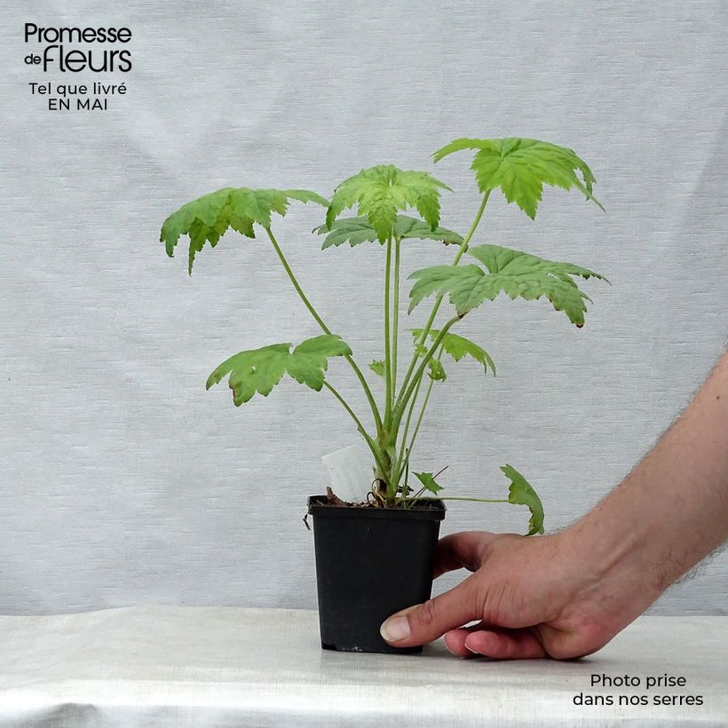 Heuchera Chantilly Maceta de 8/9 cm Ejemplar entregado en la primavera