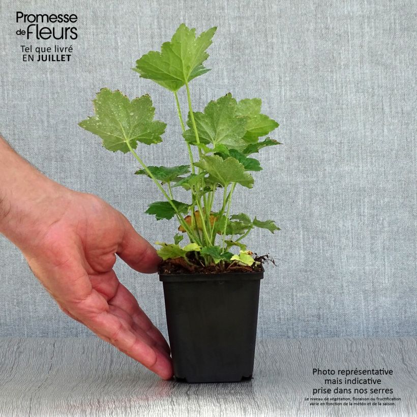 Ejemplar de Heuchera Chantilly Maceta de 8/9 cm entregado en verano