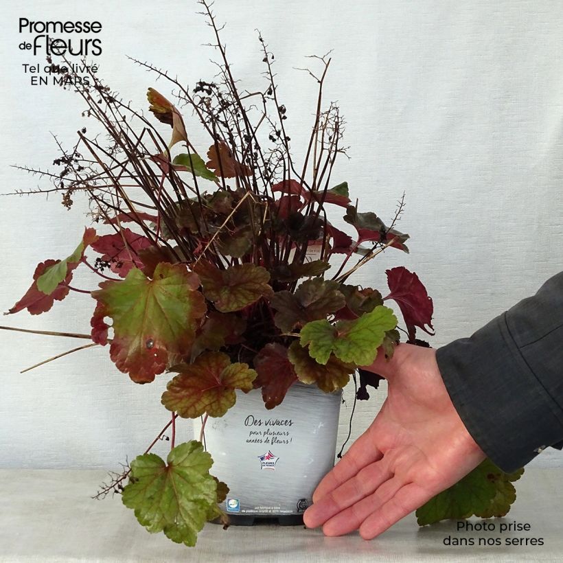 Heuchera Little Cutie Blondie Maceta 2L/3L Ejemplar entregado en la primavera