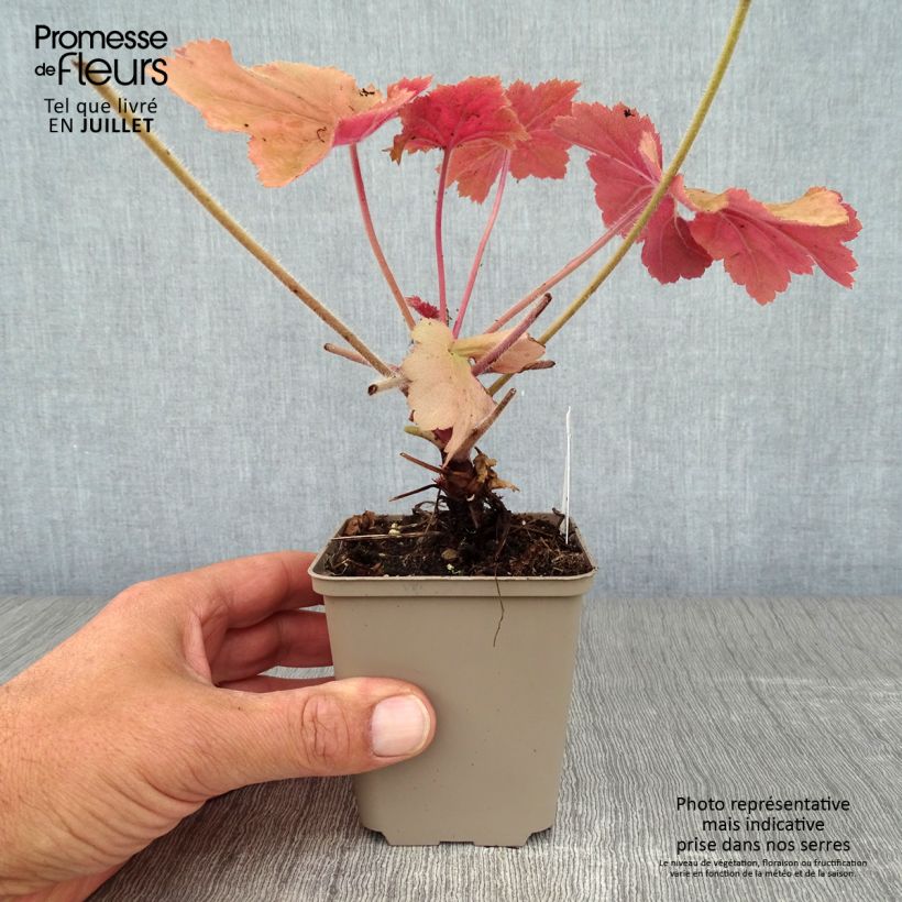 Ejemplar de Heuchera Mega Caramel Maceta de 8/9 cm entregado en verano