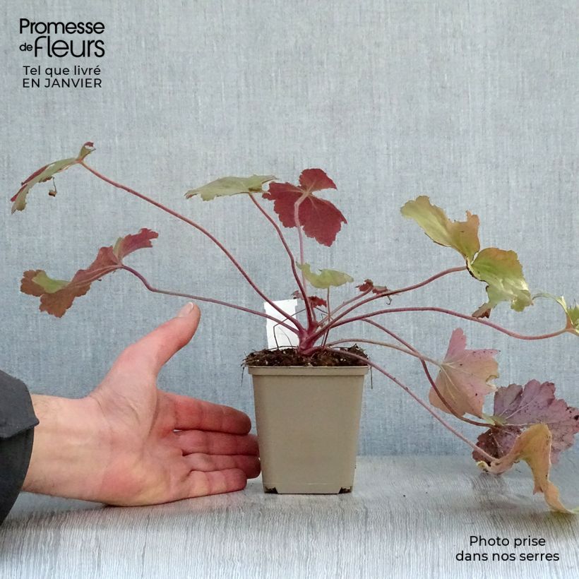 Heuchera Mega Caramel Maceta de 8/9 cm Ejemplar entregado en invierno