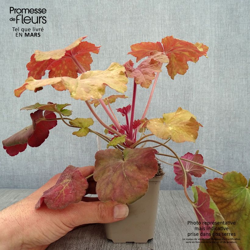 Heuchera Mega Caramel Maceta de 8/9 cm Ejemplar entregado en la primavera