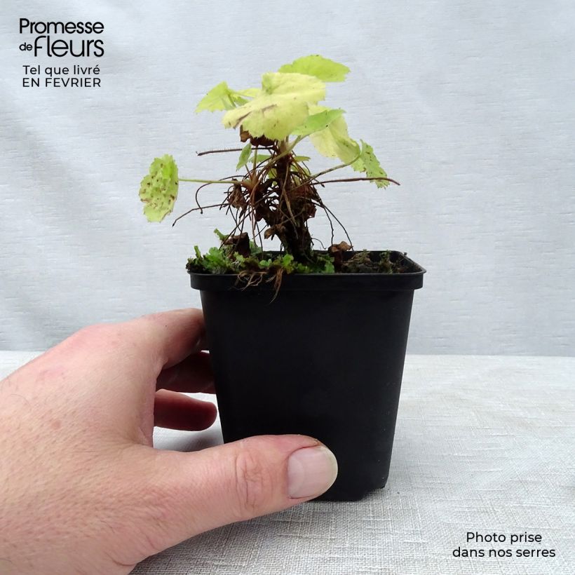 Heuchera Pretty Pistachio Maceta de 8/9 cm Ejemplar entregado en invierno