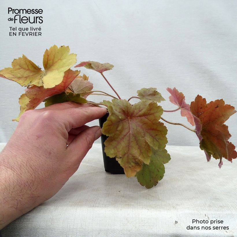 Heuchera Southern Comfort Maceta de 8/9 cm Ejemplar entregado en invierno