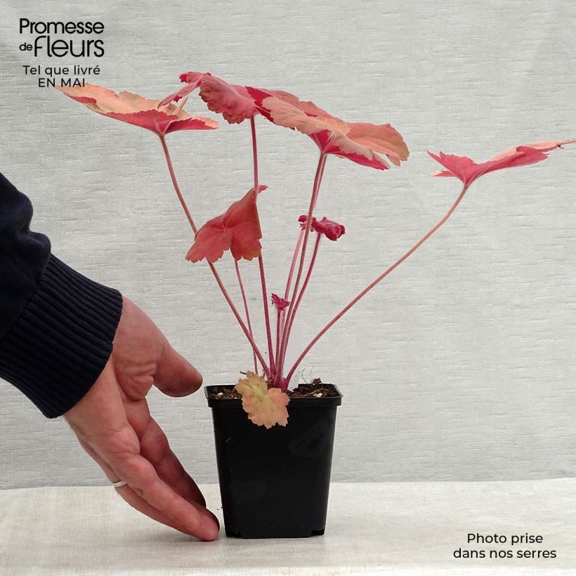 Heuchera Southern Comfort Maceta de 8/9 cm Ejemplar entregado en la primavera