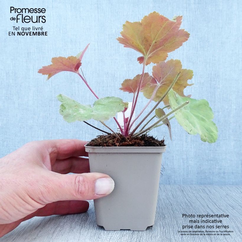 Ejemplar de Heuchera Southern Comfort Maceta de 8/9 cm entregado en otoño