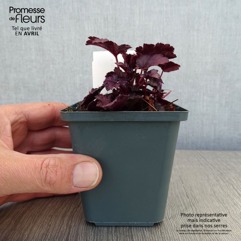 Heuchera Dolce Wildberry Maceta de 8/9 cm Ejemplar entregado en la primavera